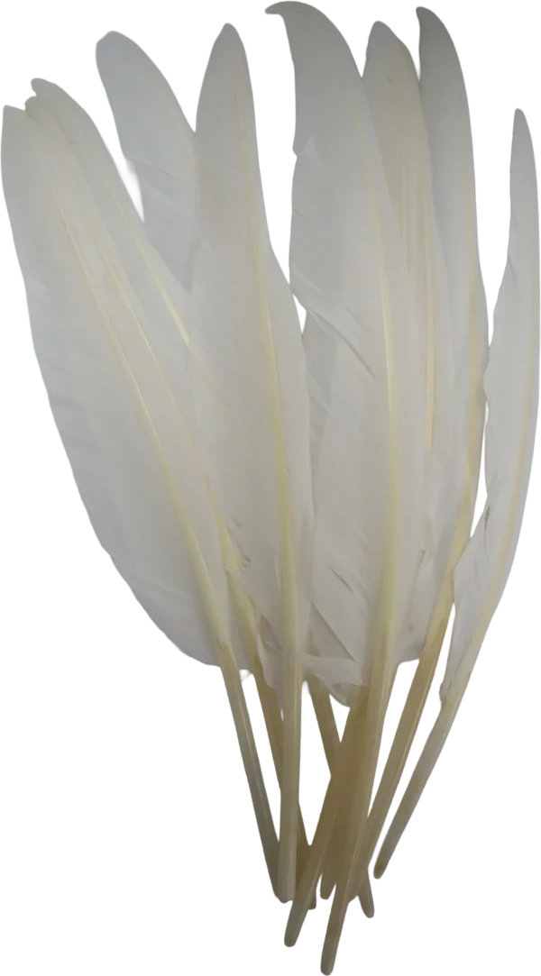 נוצות יען 21 ס”מ 5 יחידות